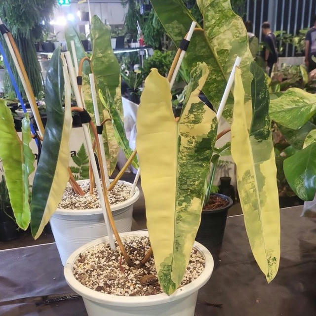 Asia Collection Plants🪴💚☘️