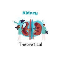 Kidney | Theoretical