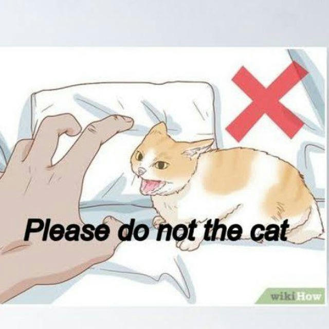 Do Not The Cat