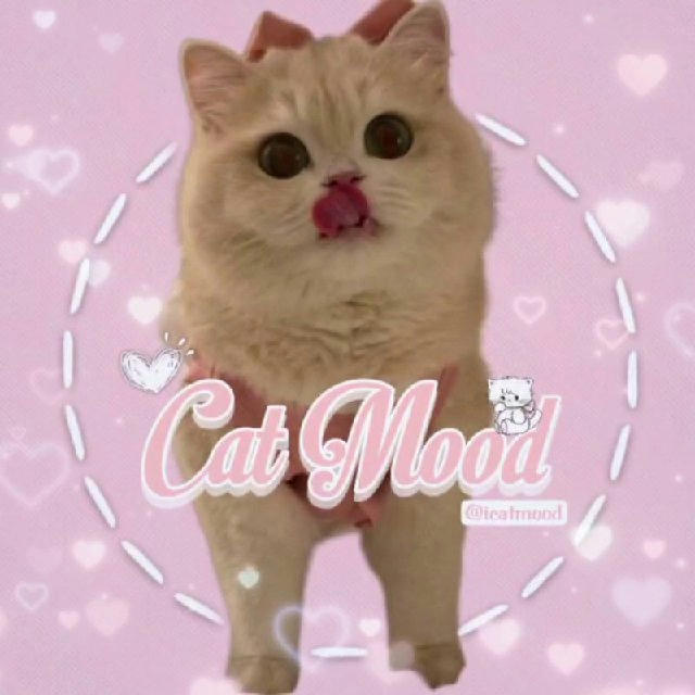 Cat mood | کت موود