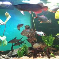 🌈(Best Price + Quality Fishes/Stuff For Sale)🌈