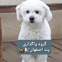 واگذاری پت اصفهان🐕‍🦺🐩🐶