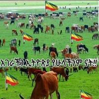Amhara News አማራ ዜና