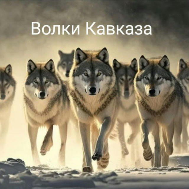 Волки Кавказа