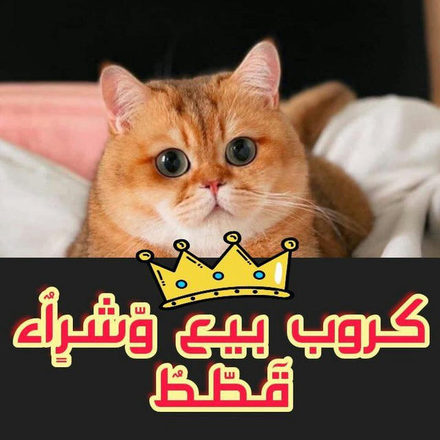 كروب بيع وشراء قطط جديد 🐈