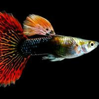 Аквариумистика | Хобби | Рыбки | aquarium