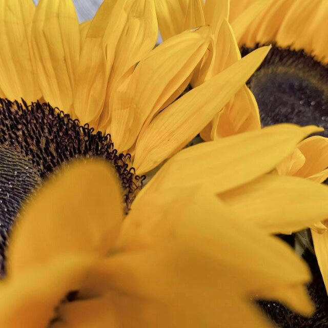 Sunflower for you