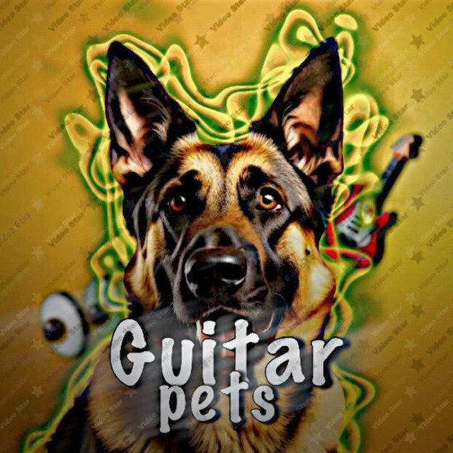 🎼Guitar||Petsᵒᶠᶠⁱᶜⁱᵃˡ🎼