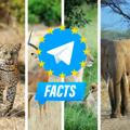 Facts about animals on Telegram - Fatti sugli animali - Faits sur les animaux - Hechos sobre animales - Fakten über Tiere