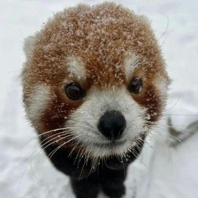 ПЕРЕЕЗД тосяredpanda 🐾🎋