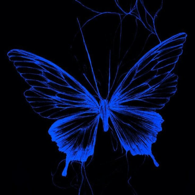 butterfly|🦋