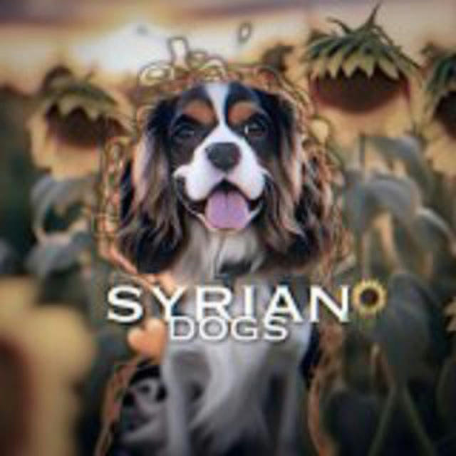 syrian dogs🙇‍♀
