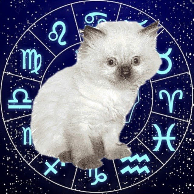 котята и мудрые предсказания
