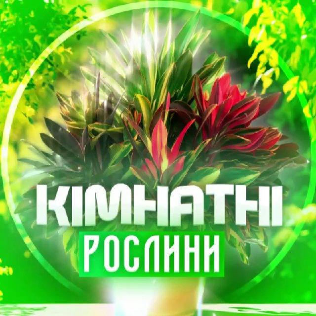 Кімнатні рослини🌱