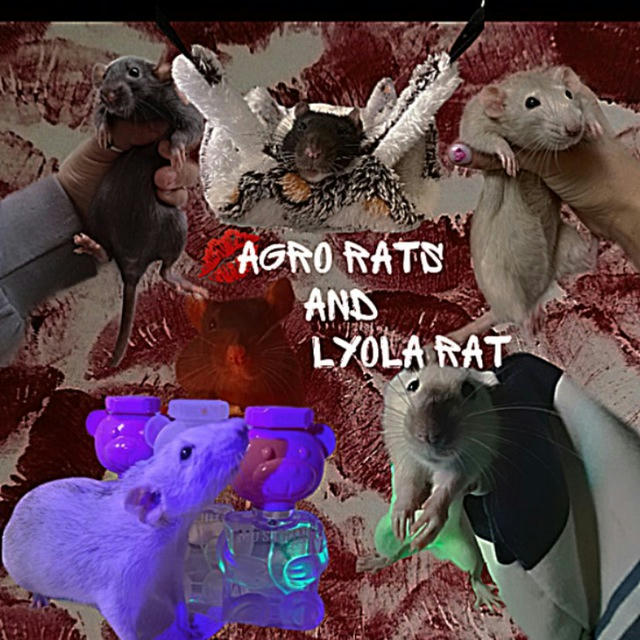 Agro rats and Lyola rat