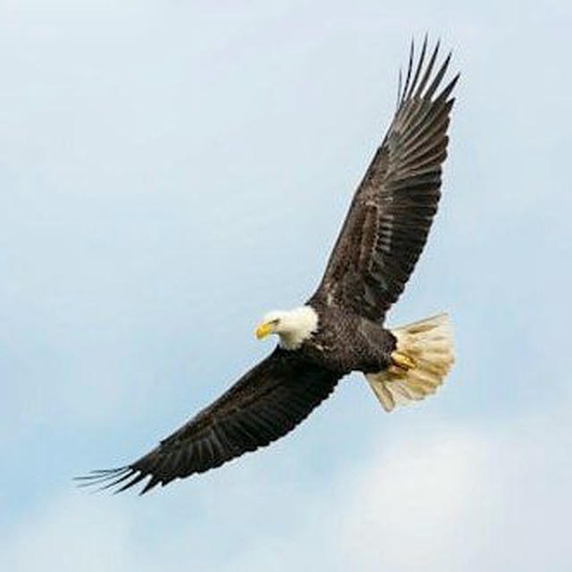 Eagle Fly Software and Innovation