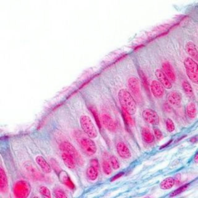 Histology 2 mcq with Mahmoud