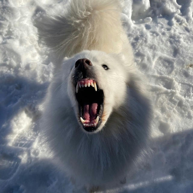 SamoyedKA Maya 🤍