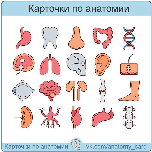 Карточки по анатомии