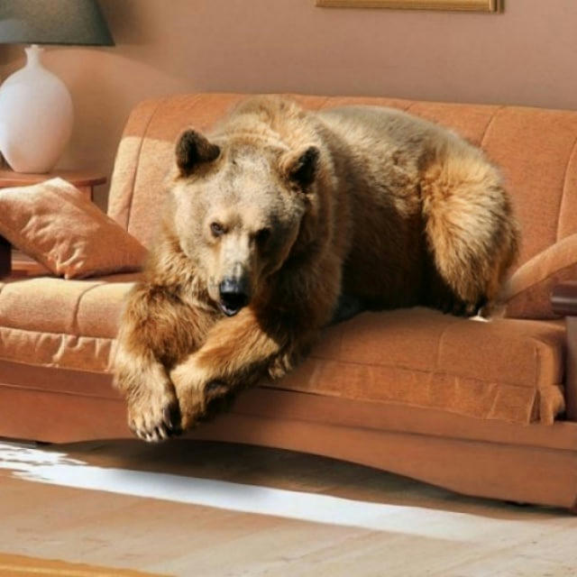 Медведь на диване (bear on the couch)