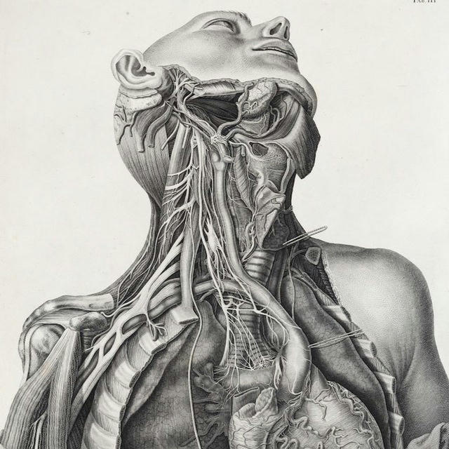 Practical anatomy NMC21