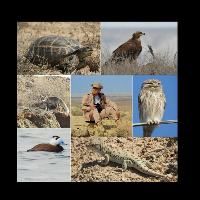 WILDLIFE OF KARAKALPAKSTAN