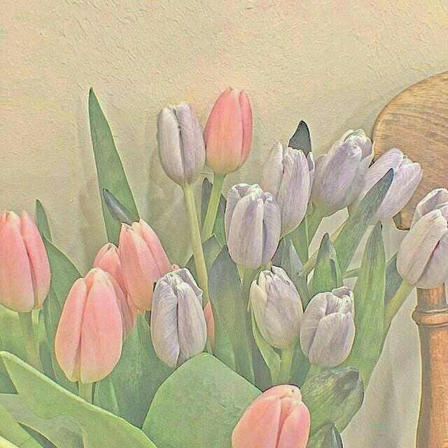 ➳ᴹᴿ✿࿐Tulip Nge Lovely➳ᴹᴿ✿࿐