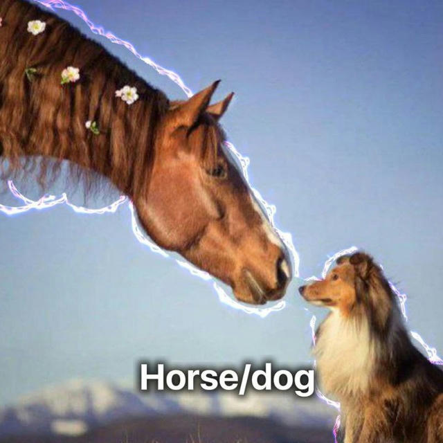 🐕Дом Horse/dog🐎