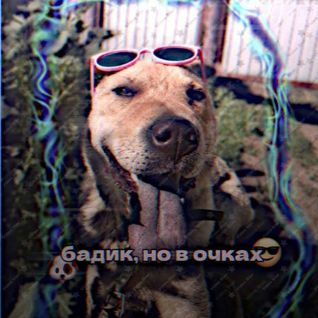 🐶Бадик,но в очках😎