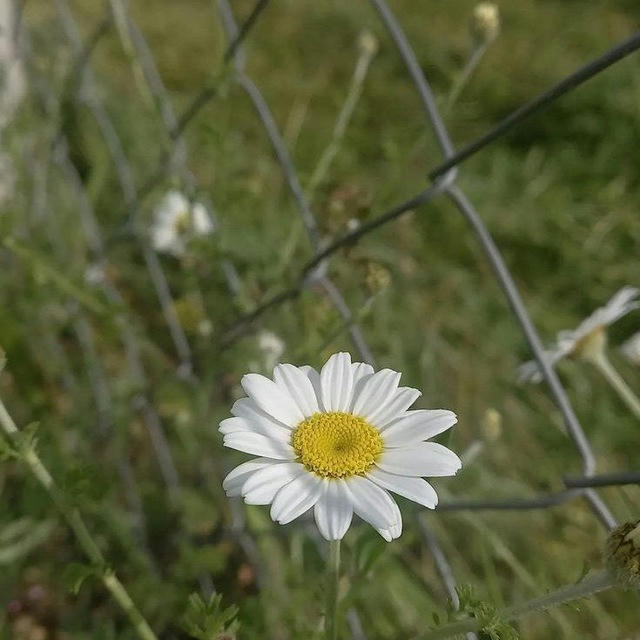 Papatya kokusu~