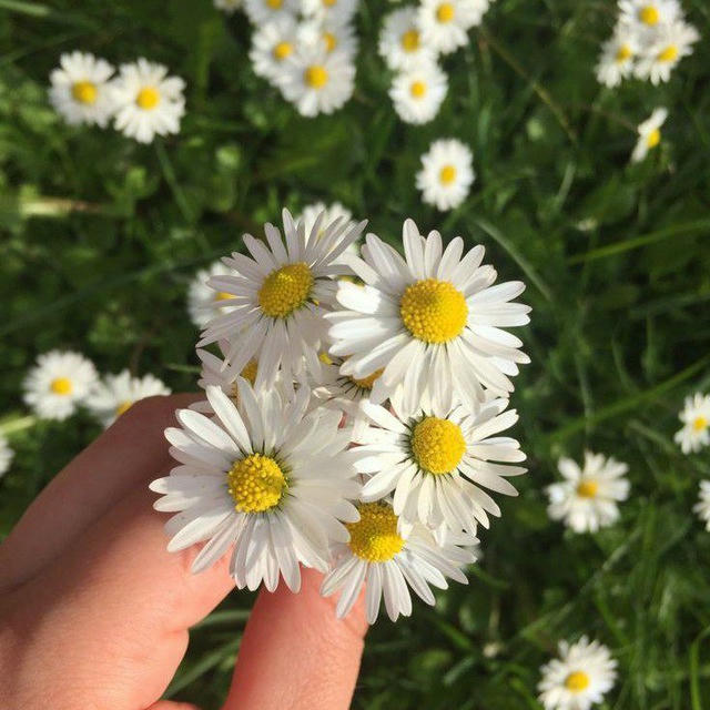 الشَّـ𓂆️ذْرَوان💛