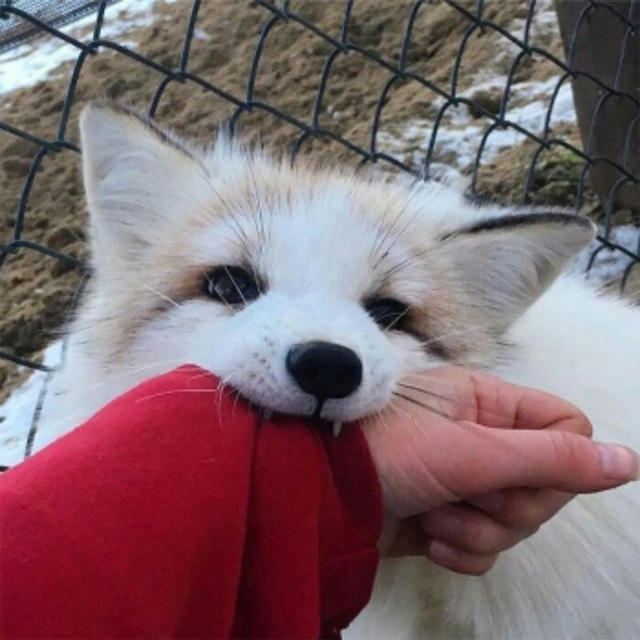 fox battles🦊✨