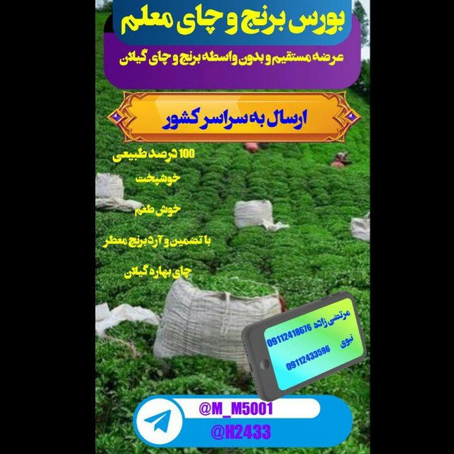 🌾بورس برنج و چای معلم🌾