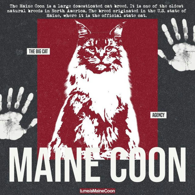 MAINE COON OPEN!