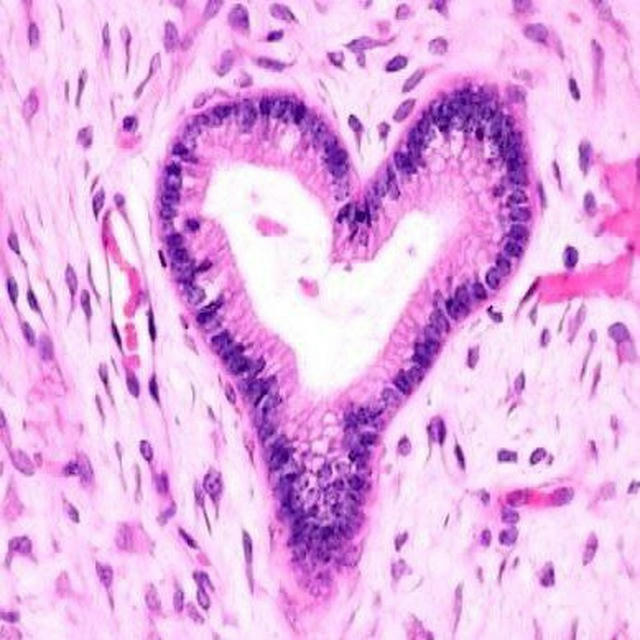 Histology slides 1st year🔬