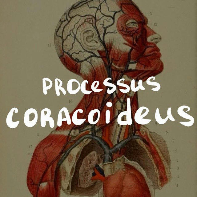 Processus coracoideus