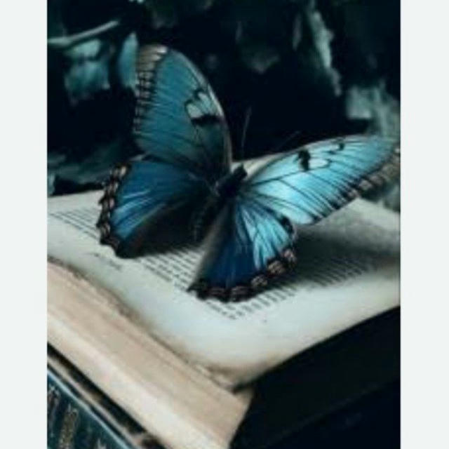 🦋𝓕𝓵𝓸𝓻𝓪🦋