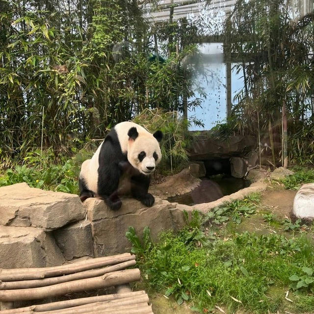 熊猫：免费【美食区】