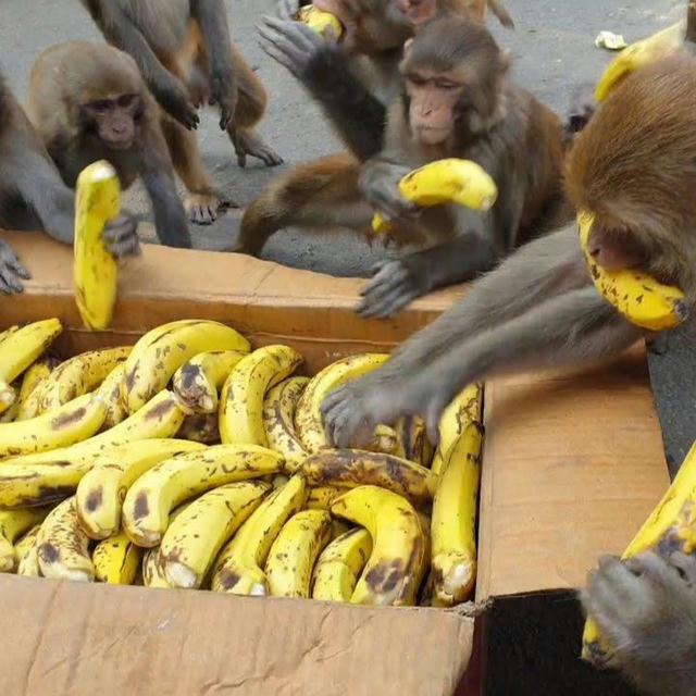 Monkeys & Bananas (>5k)