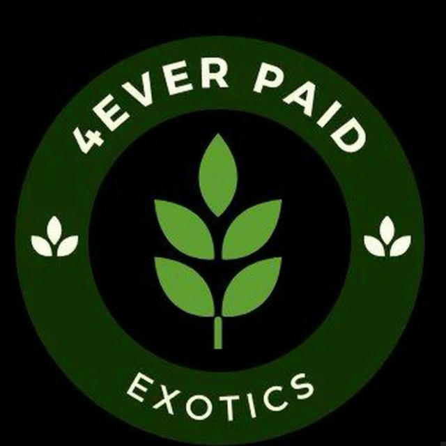 4 EVER PAID EXOTICS