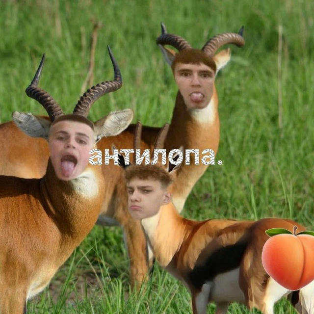 жопа попа антилопа🦌