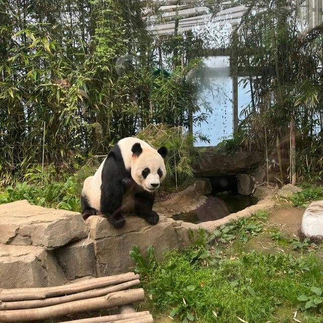 熊猫：免费【风景区】