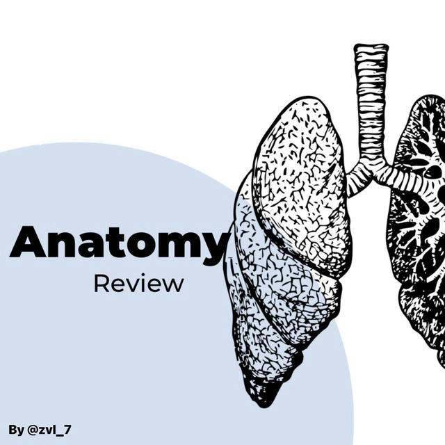 Anatomy review