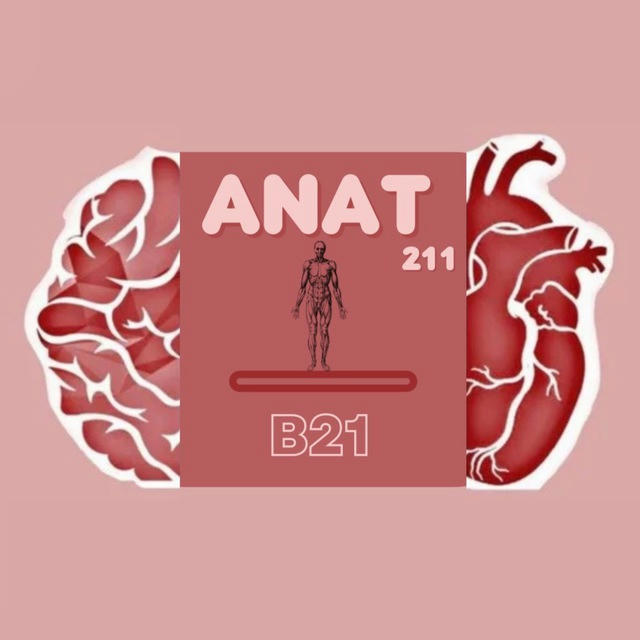 Anatomy || B21