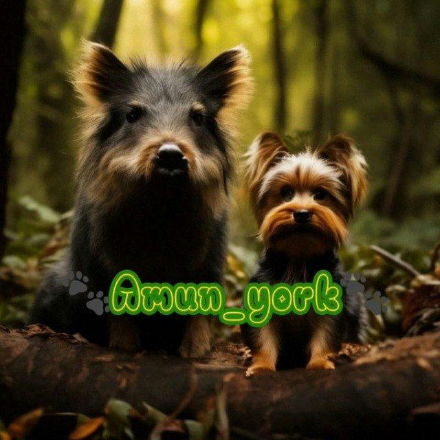 Amun_York | амуниция для собак ручной работы