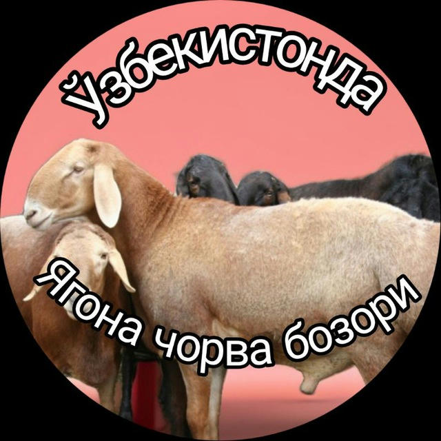 Ўзбекистонда Ягона чорва бозори 🐑🐄