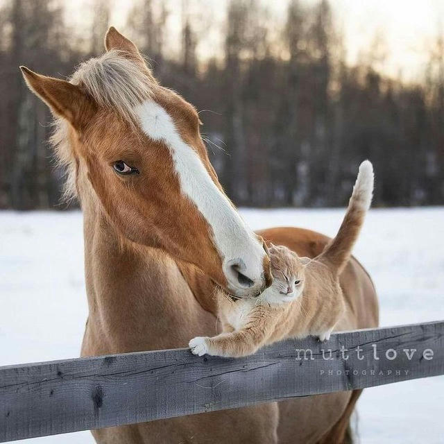 horse life🐴❤️‍🩹