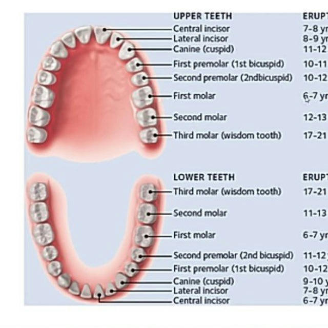 جميع اسئله طب اسنان stage1