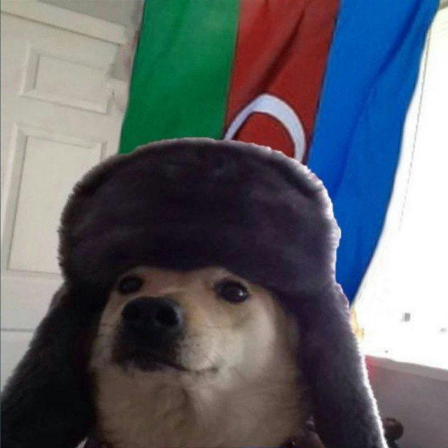 cute Azerbaijani doggo