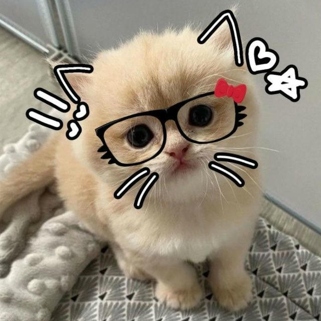 Catty — 🐈‍⬛
